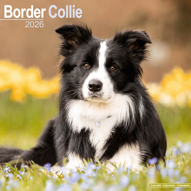 Border Collie Calendar 2026 Square Dog Breed Wall Calendar - 16 Month 9781804606155