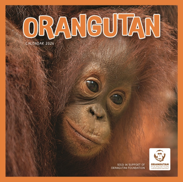 Orangutan Square Wall Calendar 2026 9781529848137 