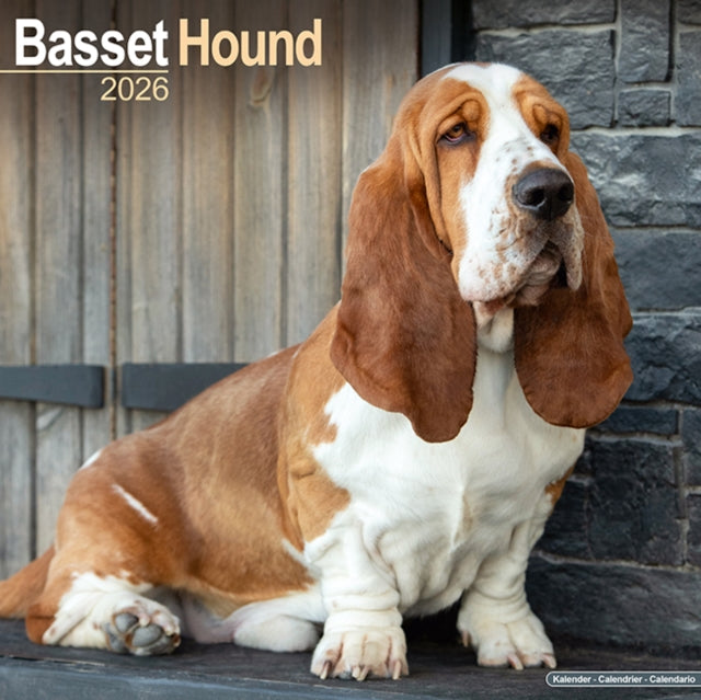 Basset Hound Calendar 2026  Square Dog Breed Wall Calendar - 16 Month 9781804606087 