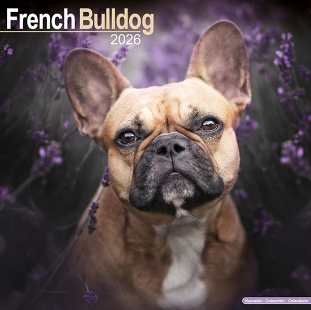 French Bulldog Calendar 2026  Square Dog Breed Wall Calendar - 16 Month 9781804606452 